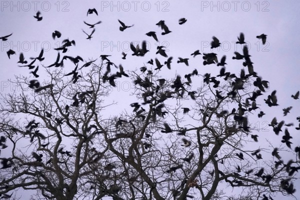 Crows on a tree, winter, Germany