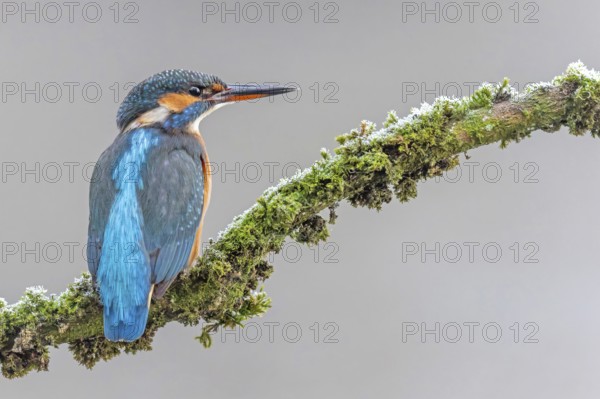 Kingfisher (Alcedo atthis) female, territory, on perch, lurking, foraging, hunting prey, fishing, frost and ice, hoarfrost, winter mood, Middle Elbe Biosphere Reserve, Saxony-Anhalt, Germany