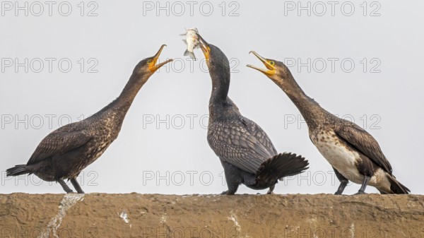 Cormorant (Phalacrocorax carbo) with catfish as prey, hunting, interaction of several birds, fighting, food envy, fishing, preying, sunrise, morning light, Kiskunsag National Park, Hungary