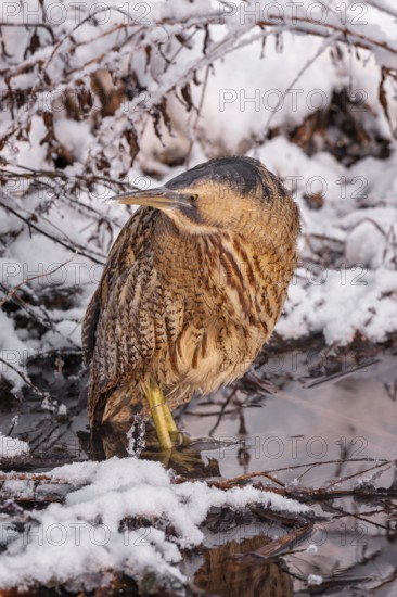 Bittern (Botaurus stellaris), lurking, foraging, heron, hunting prey, fishing, frost and ice, hoarfrost, winter mood, Middle Elbe Biosphere Reserve, camouflage, camouflage dress, frozen lake, reed dweller, wetland, habitat, Saxony-Anhalt, Germany