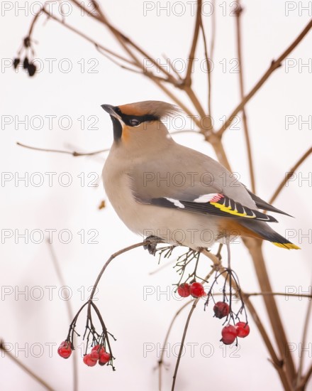 Waxwing (Bombycilla garrulus) foraging, rowan berries, winter visitor, migratory bird, resting bird, frost and ice, hoarfrost, winter mood, Middle Elbe Biosphere Reserve, North, Saxony-Anhalt, Germany