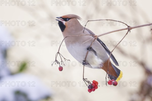 Waxwing (Bombycilla garrulus) rowan berries, foraging, winter visitor, migratory bird, resting bird, frost and ice, hoarfrost, winter mood, Middle Elbe Biosphere Reserve, North, Saxony-Anhalt, Germany