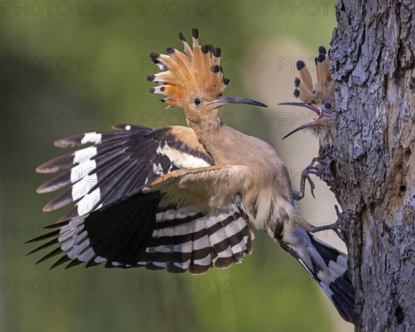 Hoopoe (Upupa epops) Bird of the Year 2022, male with food, prey, foraging, food for the young birds, erected bonnet, sunrise, interaction, breeding cave, nest, young bird begging for food, flying, on approach, wings, climate change, Middle Elbe Biosphere Reserve, Saxony-Anhalt, Germany
