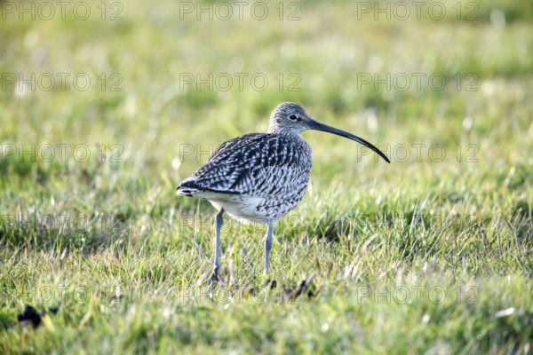 A curlew (Numenius arquata) in the grass with its typical long beak, Dümmer nature park Park, Lower Saxony, Germany