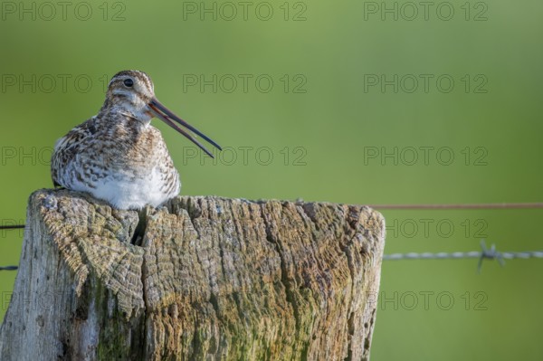 Common snipe (Gallinago gallinago), sitting comfortably on a fence post, pasture fence, Dümmer nature park Park, Lower Saxony, Germany