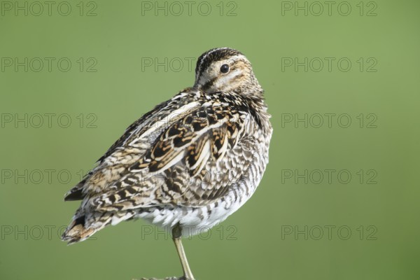 Common snipe (Gallinago gallinago), sitting on fence post, pasture fence, Dümmer nature park Park, Lower Saxony, Germany
