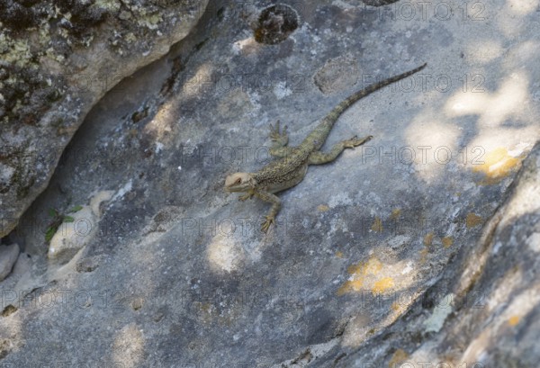 Lizard lying on a sunlit rock, lizard, Caucasus Agame (Paralaudakia caucasia), Inner Kartli region, Shida Kartli, Georgia