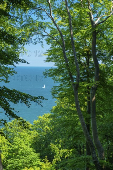 View of the Baltic Sea from the chalk cliffs in Jasmund National Park on Rügen with a sailboat, Sassnitz, Rügen, Mecklenburg-Western Pomerania, Germany