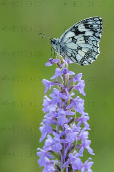 Checkerspot butterfly (Melanargia galathea) on Gymnadenia conopsea, Bad Münstereifel, North Rhine-Westphalia, Germany