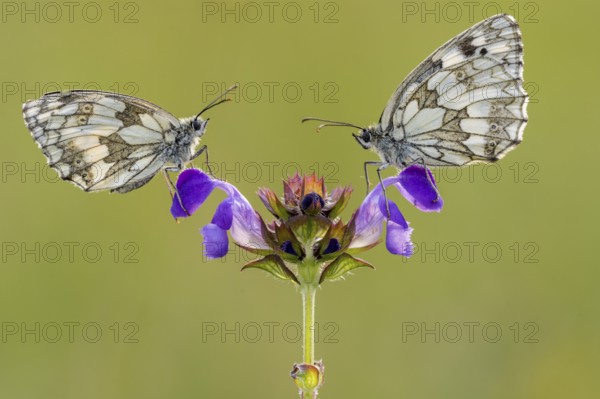 Checkerspot butterfly (Melanargia galathea) on Large Self-heal (Prunella grandiflora), Bad Münstereifel, North Rhine-Westphalia, Germany