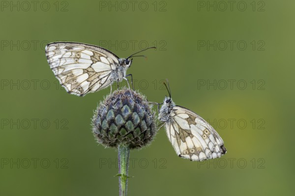 Checkerspot butterfly (Melanargia galathea), Bad Münstereifel, North Rhine-Westphalia, Germany