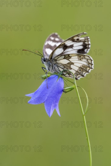 Checkerspot butterfly (Melanargia galathea) on bellflower (Campanula), Bad Münstereifel, North Rhine-Westphalia, Germany