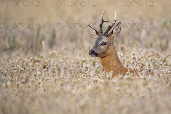 Roebuck (Capreolus capreolus) in wheat, Vechta, Lower Saxony, Germany
