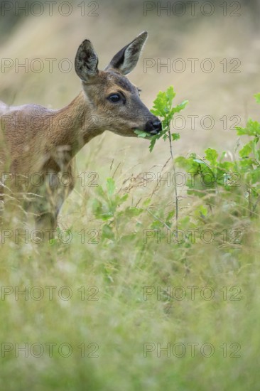 Female roe deer (Capreolus capreolus) in a meadow, grazing on a leaf, feeding, browsing, Vechta, Lower Saxony, Germany