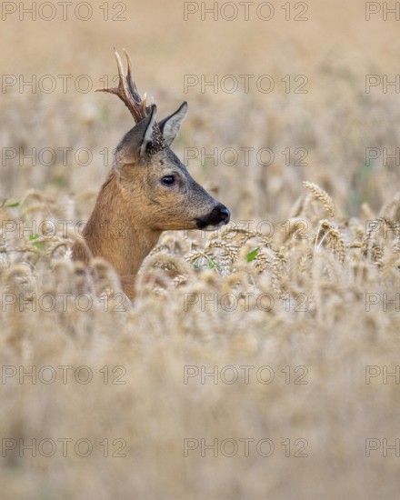 Roebuck (Capreolus capreolus) in wheat, Vechta, Lower Saxony, Germany