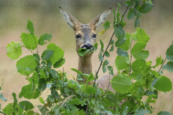 Female roe deer (Capreolus capreolus) in a meadow, grazing on a leaf, feeding, browsing, Vechta, Lower Saxony, Germany