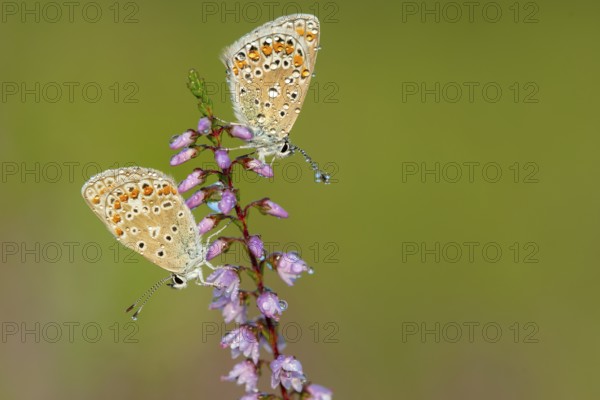 Blue butterfly (Polyommatus icarus), Goldenstedt moor, Goldenstedt, Lower Saxony, Germany