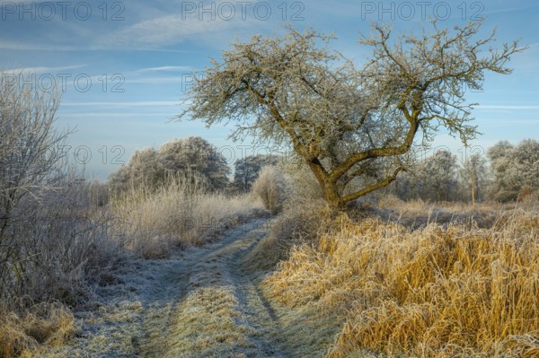 Winter hoarfrost at Ahlhorn fish ponds, Ahlhorn fish ponds, Ahlhorn, Lower Saxony, Germany