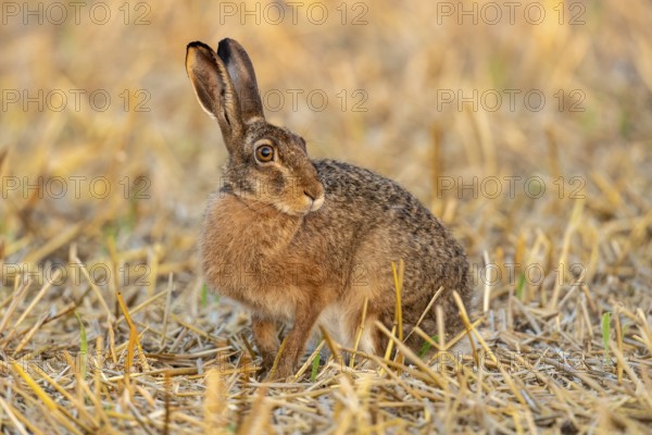 European hare (Lepus europaeus), Vechta, Lower Saxony, Germany