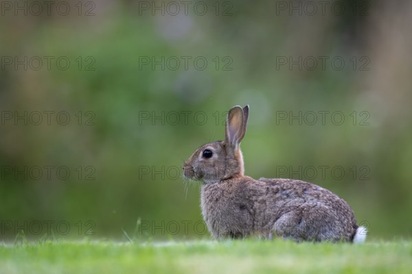 Wild rabbit (Oryctolagus cuniculus), Stapelfeld, Cloppenburg, Lower Saxony, Germany