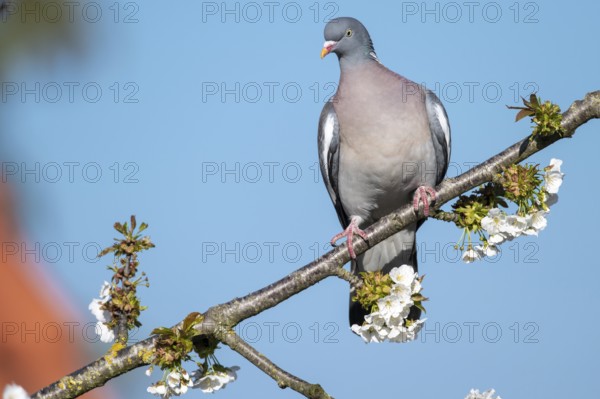 Woodpigeon (Columba palumbus) in a flowering cherry tree, Vechta, Lower Saxony, Germany