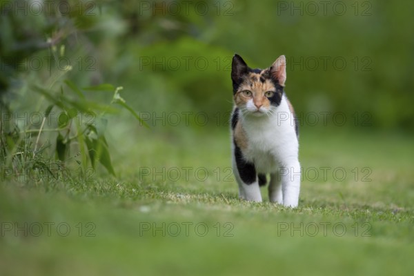 House cat in the garden, Stapelfeld, Cloppenburg, Lower Saxony, Germany