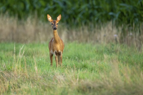Female roe deer (Capreolus capreolus) in wheat, Vechta, Lower Saxony, Germany