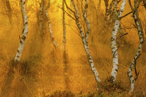 Birches (Betula) in the fog at dawn in the Molberger Dose, moor, raised bog, Molbergen, Lower Saxony, Germany