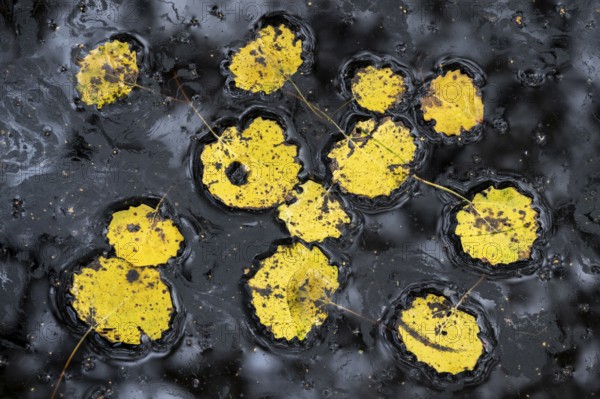 Leaves of an aspen (Populus tremula) in autumn, Goldenstedt, Lower Saxony, Germany