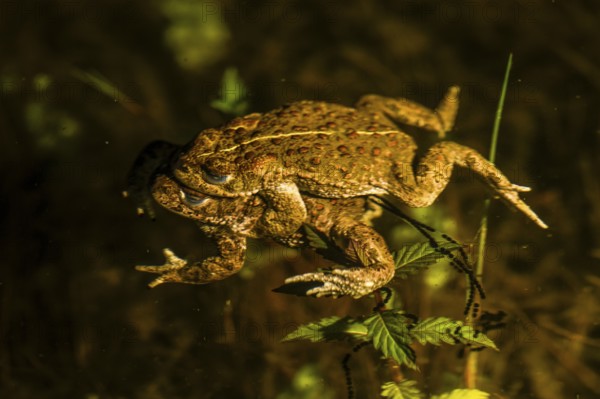 Two natterjack toads (Bufo calamita) mating in the water surrounded by plants, the female dragging a long spawning string behind her and attaching her eggs to aquatic plants, Dümmer nature park Park, Lower Saxony, Germany