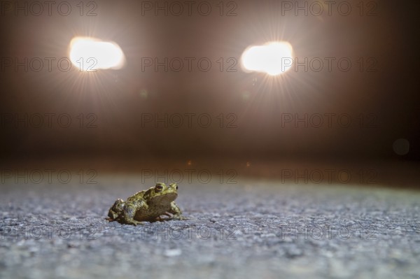 Common toad (Bufo Bufo) during toad migration at night in the spotlight, Dümmerniederung, Diepholz district, Lower Saxony, Germany