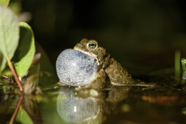 A natterjack toad (Bufo calamita) calls during courtship and reflects itself with its sound bubble in its spawning water, Dümmer nature park Park, Lower Saxony, Germany