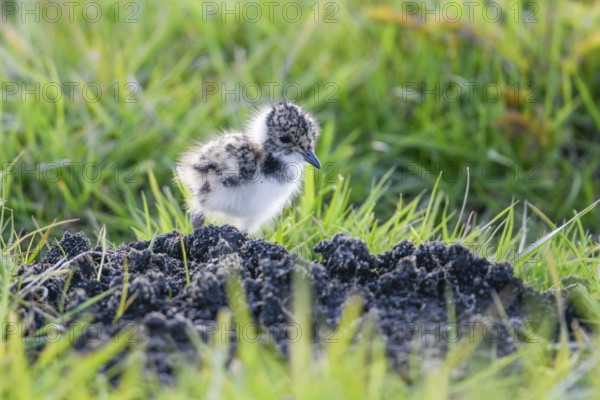 A lapwing chick (Vanellus vanellus) in down plumage in the tall grass runs curiously towards a molehill in a wet meadow, peaceful and natural scene, Dümmer nature park Park, Lower Saxony, Germany