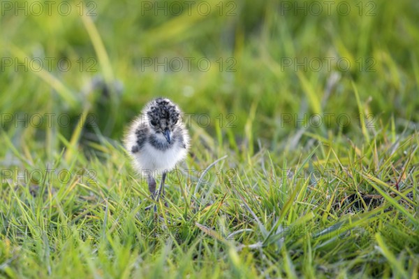 A lapwing chick (Vanellus vanellus) in down plumage in the tall grass runs curiously through a wet meadow, peaceful and natural scene, Dümmer nature park Park, Lower Saxony, Germany