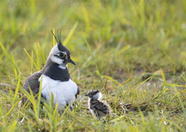A lapwing (Vanellus vanellus) with its chick in down plumage in the tall grass of a wet meadow, peaceful and natural scene, Dümmer nature park Park, Lower Saxony, Germany