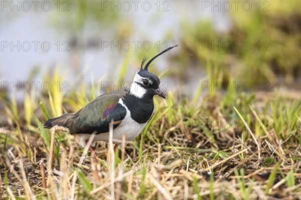 A lapwing (Vanellus vanellus) searches curiously for food in the grass, the colours are striking, Dümmer nature park Park, Lower Saxony, Germany