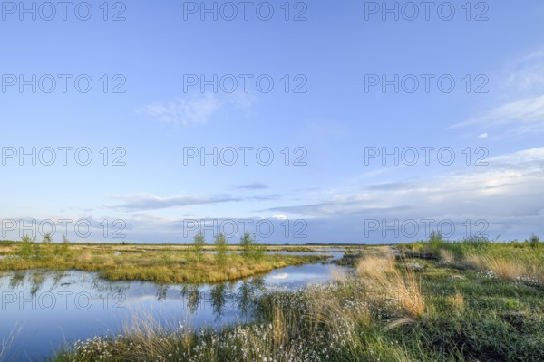 Moorland landscape with white fruiting cotton grass, image radiates vastness and openness, Restored Peatland, Rhedener Geestmoor, Lower Saxony, Germany