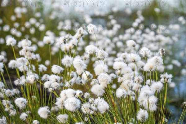 White fruiting sheath cottongrass (Eriophorum vaginatum), picture radiates vastness and openness, renaturalised peatland, Rhedener Geestmoor, Lower Saxony, Germany