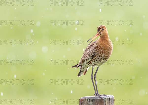 Black-tailed godwit (Limosa limosa) standing on a pole in the rain, drops form a picturesque backdrop, Dümmer nature park Park, Lower Saxony, Germany
