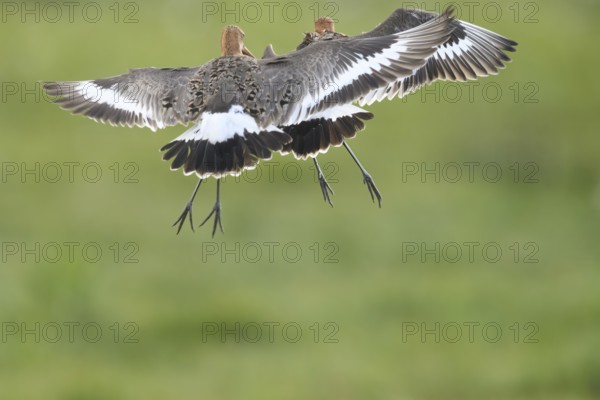 Two black-tailed godwits (Limosa limosa) in a wild territorial fight on a wet meadow, Dümmer nature park Park, Lower Saxony, Germany