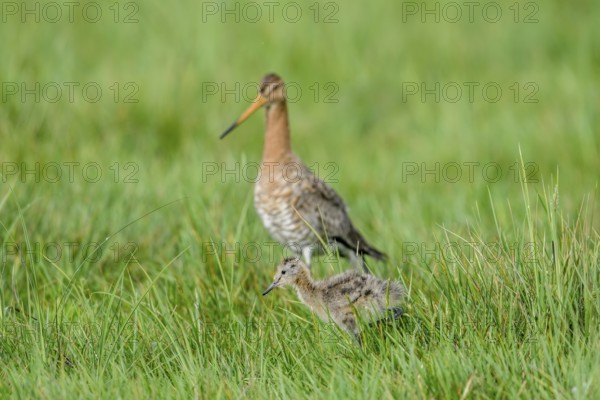 Black-tailed godwit (Limosa limosa) with chicks in tall grass, Dümmer nature park Park, Lower Saxony, Germany