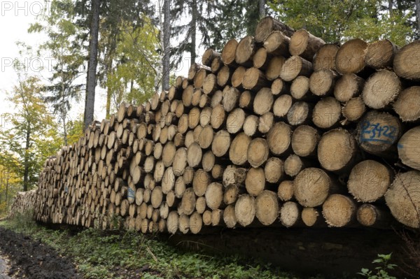 Logging in the Harz Mountains, forest work, Goslar, Lower Saxony, Germany
