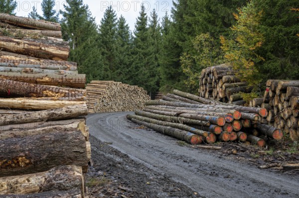 Logging in the Harz Mountains, Goslar, forest work, Lower Saxony, Germany