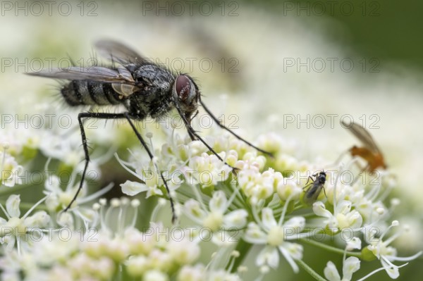 Schröter caterpillar fly (Dinera ferina), Blankenheim, North Rhine-Westphalia, Germany