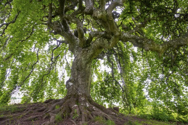 Süntel beech (Fagus sylvatica var. suentelensis), Blankenheim, North Rhine-Westphalia, Germany