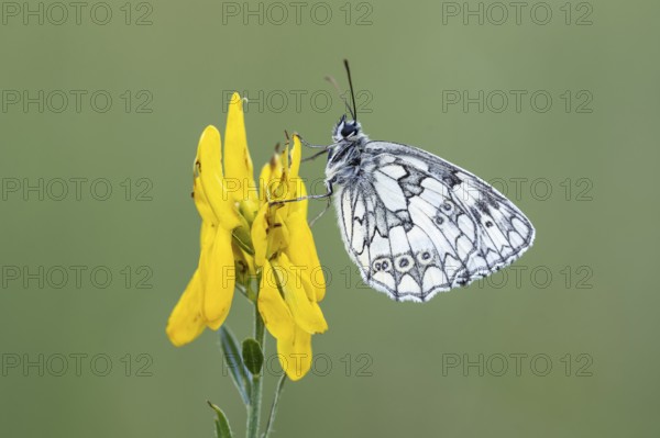 Checkerspot butterfly (Melanargia galathea) on gorse (Genista tinctoria), Bad Münstereifel, North Rhine-Westphalia, Germany