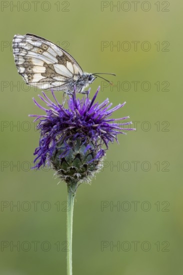 Checkerspot butterfly (Melanargia galathea), Bad Münstereifel, North Rhine-Westphalia, Germany