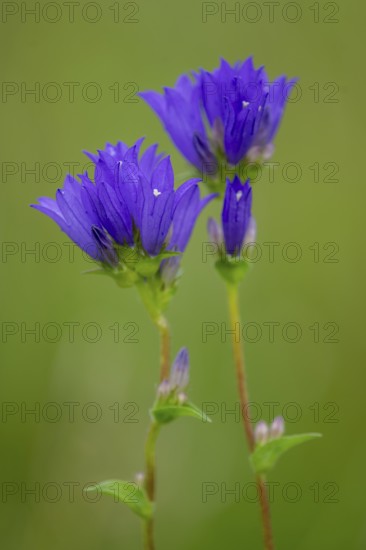 Campanula glomerata, Bad Münstereifel, North Rhine-Westphalia, Germany
