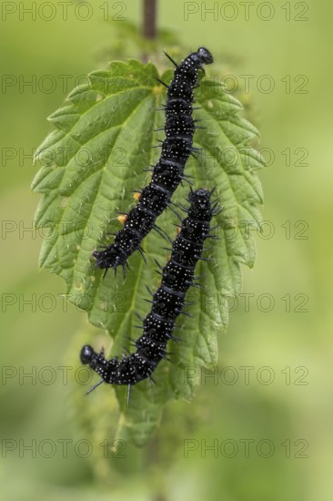 Peacock butterfly (Aglais io, syn.: Inachis io, Nymphalis io), caterpillar feeding on a nettle leaf, Blankenheim, North Rhine-Westphalia, Germany