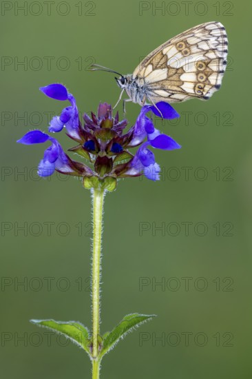 Checkerspot butterfly (Melanargia galathea) on Large Self-heal (Prunella grandiflora), Bad Münstereifel, North Rhine-Westphalia, Germany
